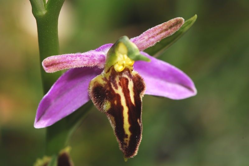 Ophrys apifera var. trollii